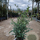 Eucalyptus gunnii 60-80 cm 6L