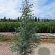 Eucalyptus gunnii 200-250 cm 18L