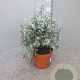 Eucalyptus gunnii GM P17
