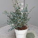 Eucalyptus gunnii GM P17