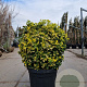Euonymus jap. 'Aureus' 60-80 cm 45L bol
