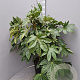Fatsia japonica 100-125 cm 18L