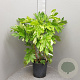 Fatsia japonica 100-125 cm 18L