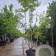 Gleditsia triacanthos inermis 300-350 cm container meerstammig