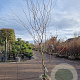 Gleditsia triac. 'Sunburst' 300-350 cm draadkluit meerstammig solitair