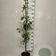 Quercus robur 125-150 cm 5,0L