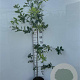 Quercus robur 125-150 cm 5,0L