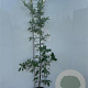 Quercus robur 125-150 cm 5,0L