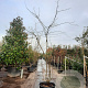 Gleditsia triac. 'Sunburst' 350-400 cm container meerstammig solitair