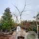 Gleditsia triac. 'Sunburst' 350-400 cm container meerstammig solitair