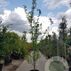 Gleditsia triac. 'Sunburst' 400-450 cm container