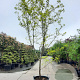 Gleditsia triac. 'Sunburst' 450-500 cm container