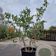 Heptacodium miconioides 125-150 cm container meerstammig