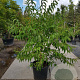 Heptacodium miconioides 175-200 cm container spiraal pompon