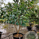 Heptacodium miconioides 200-250 cm container struik solitair