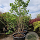 Heptacodium miconioides 250-300 cm container meerstammig