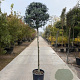 Ilex crenata 'Kimmei' 120 cm stam container bol 50-60