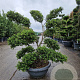 Ilex crenata 'Kimmei' 120-140 cm container schaalvorm bonsai