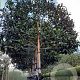 Ilex 'Nellie R. Stevens' 180 cm stam container 20-25 lei 150x120