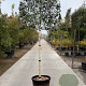 Ilex 'Nellie R. Stevens' 180 cm stam container 20-25 lei 150x120