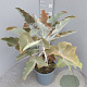 Kalanchoe beharensis 80 cm P11