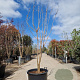 Koelreuteria paniculata 175-200 cm container meerstammig
