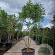 Koelreuteria paniculata 250-300 cm container meerstammig extra