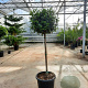 Laurus nobilis 80 cm stam container bol 50-60