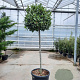 Laurus nobilis 120 cm stam container bol 50-60