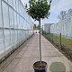Laurus nobilis 140 cm stam container 40-50 bol