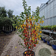 Malus 'Evereste' 175-200 cm container meerstammig