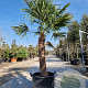 Trachycarpus fortunei 100 cm stam container