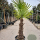 Trachycarpus fortunei 100 cm stam container