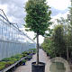 Parrotia persica 200 cm stam container 45-50