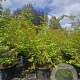 Parrotia persica 175-200 cm container meerstammig