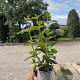 Viburnum lantana 40-60 cm 2,0L