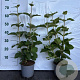 Viburnum lantana 40-60 cm 2,0L