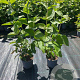 Viburnum lantana 40-60 cm 2,0L