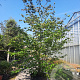 Parrotia persica 350-400 cm container solitair 2-3 tak