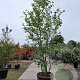 Parrotia persica 350-400 cm container meerstammig