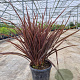 Phormium tenax 'Purpureum' 40-60 cm 6L