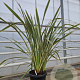 Phormium tenax 'Purpureum' 100-125 cm 30L