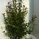 Photinia fraseri Carré Rouge 125-150 cm 20L