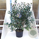 Photinia fraseri Carré Rouge 125-150 cm 20L