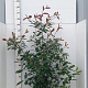 Photinia fraseri 'Red Robin' 125-150 cm 15L