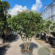 Photinia fraseri 'Red Robin' 150-175 cm container solitair 40-45