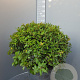Quercus ilex 60-80 cm container bol