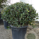 Quercus ilex 100 cm container bol
