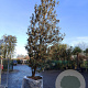 Quercus ilex 500-550 cm container