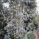 Quercus ilex 500-550 cm container
